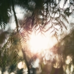 Thumbnail of post image 130